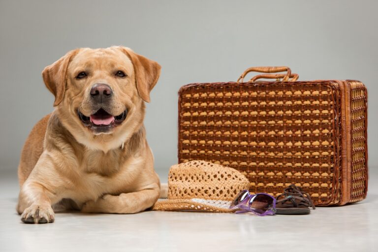 labrador with suitcase