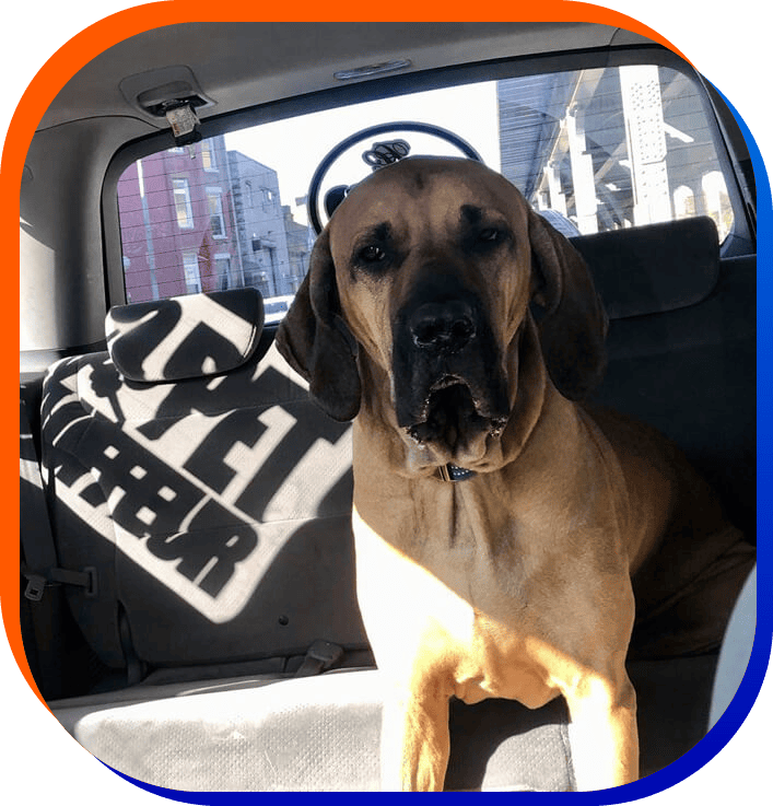 dog inside car