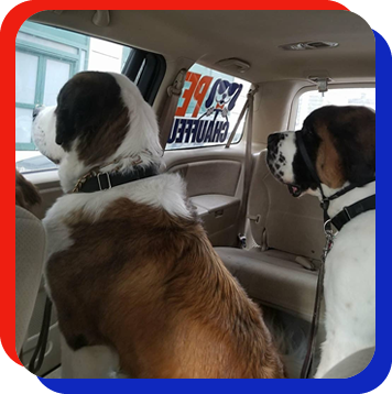 two dogs inside car