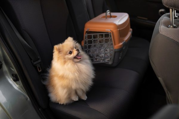 pet transportation options safe pet travel